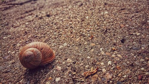 Close-up of snail