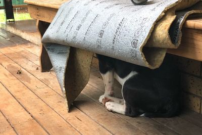 High angle view of cat relaxing on wooden floor