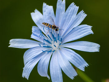 Close-up of insect on purple flower