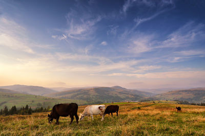 Cows grazing on hill