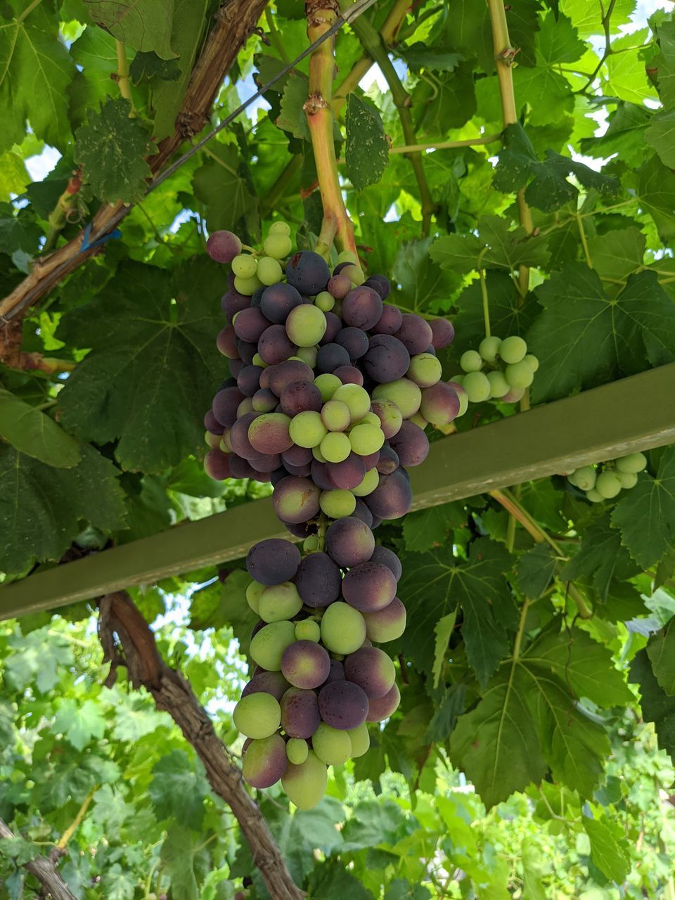 LOW ANGLE VIEW OF GRAPES IN VINEYARD