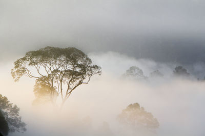 Low angle view of trees in forest against sky