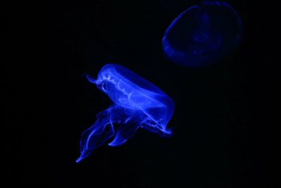 Close-up of jellyfish swimming in water