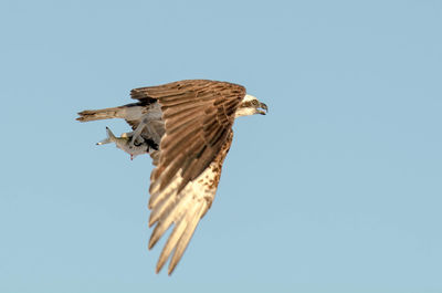 Low angle view of eagle flying against clear sky