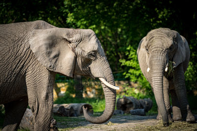 Close-up of elephant