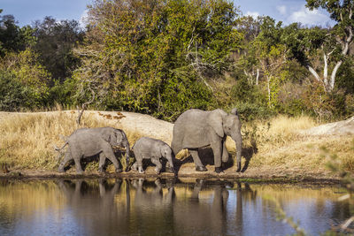 Elephants by lake