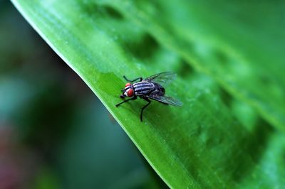 Close-up of fly on leaf