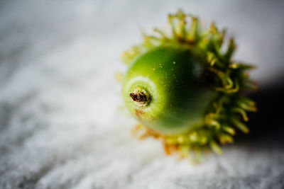 Close-up of ladybug