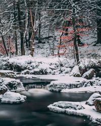 Frozen lake in forest during winter