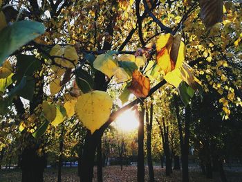 Close-up of yellow leaves growing on tree during autumn