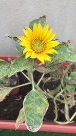 Close-up of sunflower in flower pot
