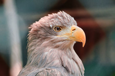 Close-up of eagle