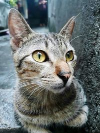 Close-up portrait of cat