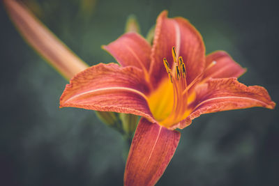 Close-up of orange flower