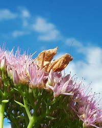 Close-up of insect on pink flower against sky