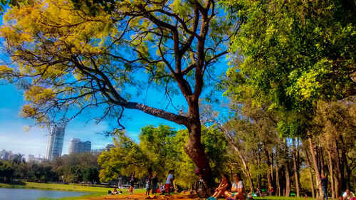 Trees in park