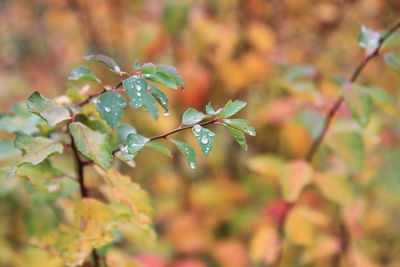 Close-up of plant