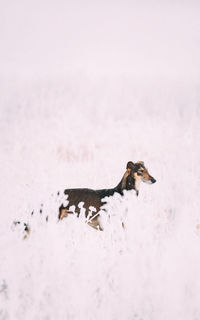 Cat on snow