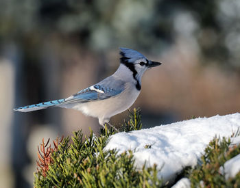 Close-up of bird perching on snow