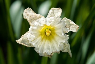 Close-up of white flowering plant