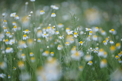 Wide field of matricaria chamomilla recutita, known as chamomile, camomile or scented mayweed.