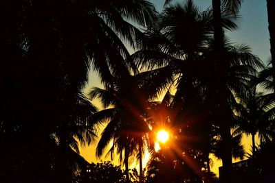 Low angle view of palm trees against sky