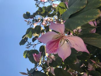 Low angle view of pink flowering plant against sky