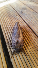 High angle view of dead lizard on wooden plank