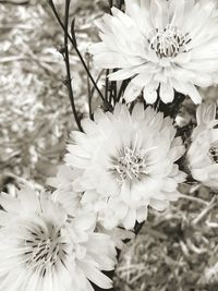 Close-up of white flowers blooming outdoors