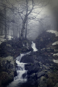 Scenic view of waterfall in forest