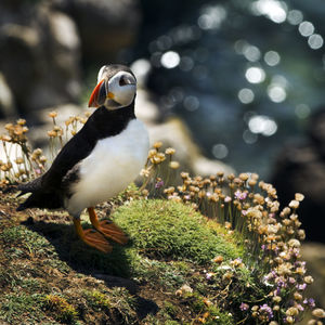 Close-up of bird on field