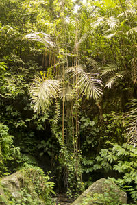 Palm trees in forest