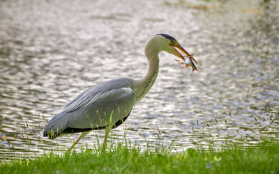 Close-up of gray heron on lake