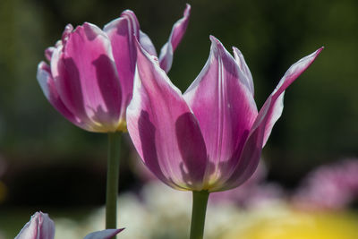 Close-up of pink lotus water lily