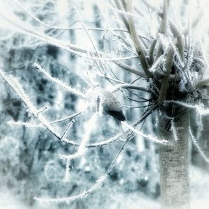 Close-up of snow on plant