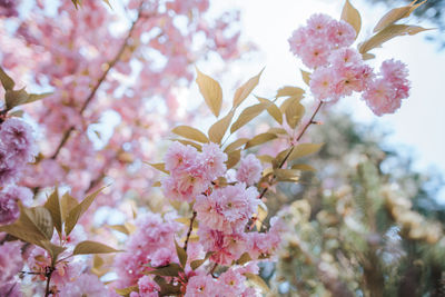 Close-up of pink cherry blossoms in spring