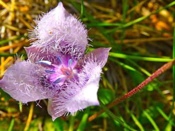 Close-up of purple flowers