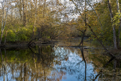 Reflection of trees in lake