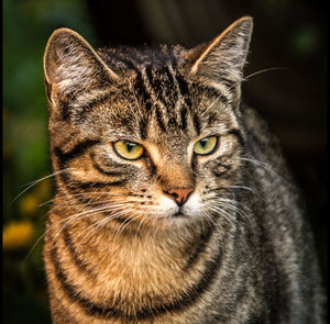 Close-up portrait of cat