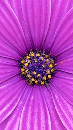 Full frame shot of purple flower