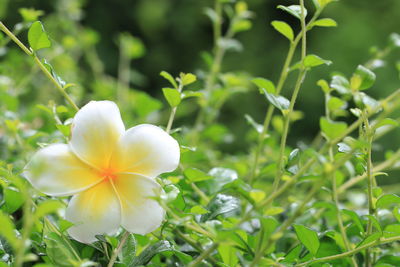 Close-up of white flowering plants