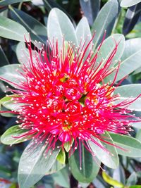 Close-up of red flower blooming outdoors