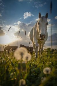 Sheep grazing on field
