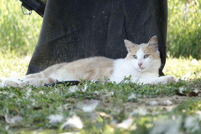 Portrait of cat resting on grass
