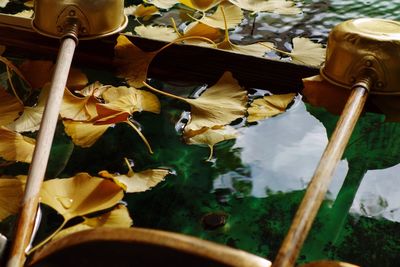 Close-up of leaves