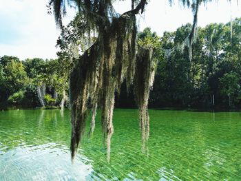 Scenic view of lake against trees in forest