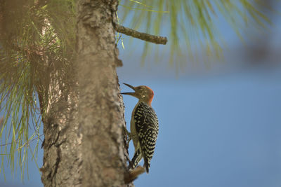 Low angle view of bird perching on tree