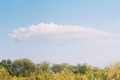 Low angle view of trees on field against sky