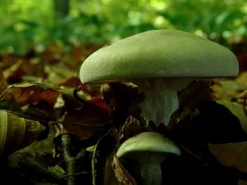 Close-up of mushroom growing outdoors