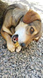 High angle view of dog